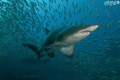   Ragged tooth sand tiger shark one many Nelson Bay  
